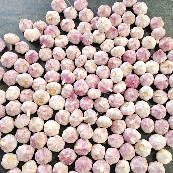 Pemprosesan Makanan Huaang Mengumumkan Perluasan Rantaian Bekalan Bawang Putih Segar