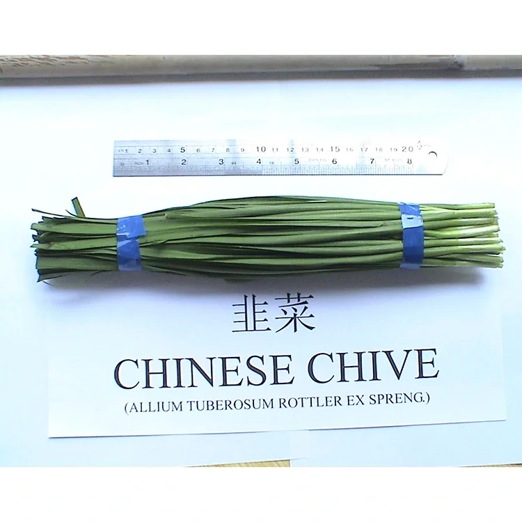 Mengapakah Kucai Cina Segar Ladang Digunakan Secara meluas dalam Masakan Asia?