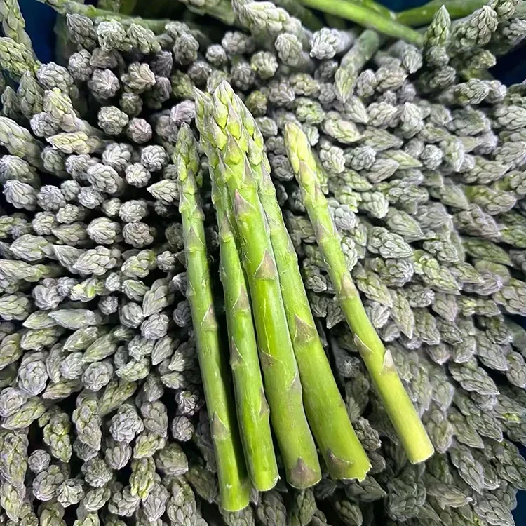 Asparagus Hijau Beku Terpilih untuk Perkhidmatan Makanan dan Bekalan Ramuan Konsisten