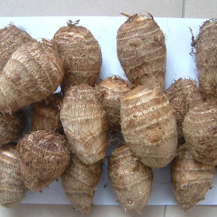 Taro Segar Padang