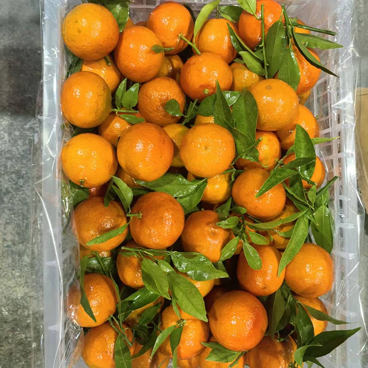 Mashui Mandarin segar