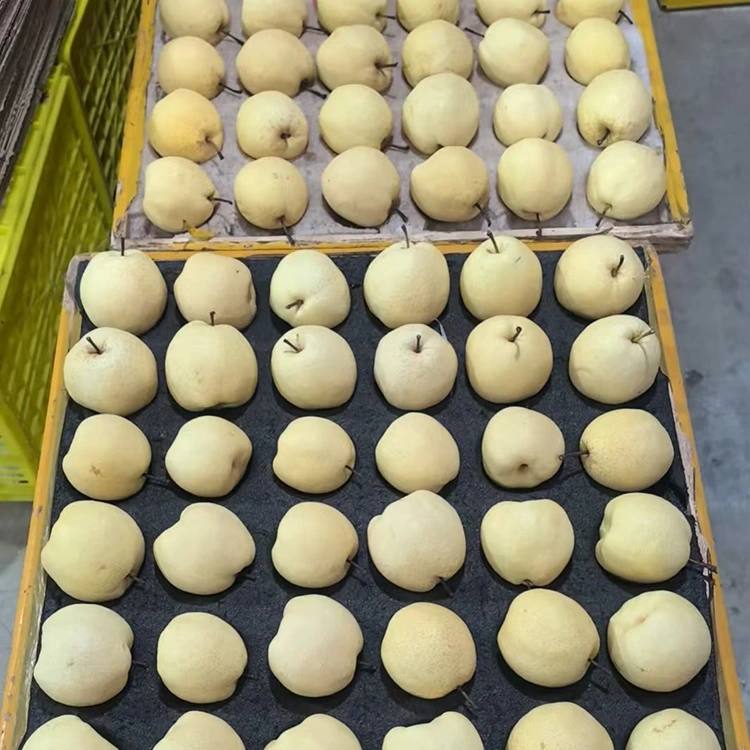 Pear Gong yang Dipetik Segar