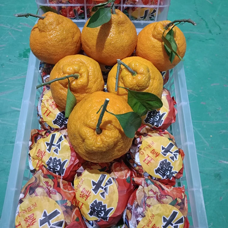 Mandarin Shiranui segar