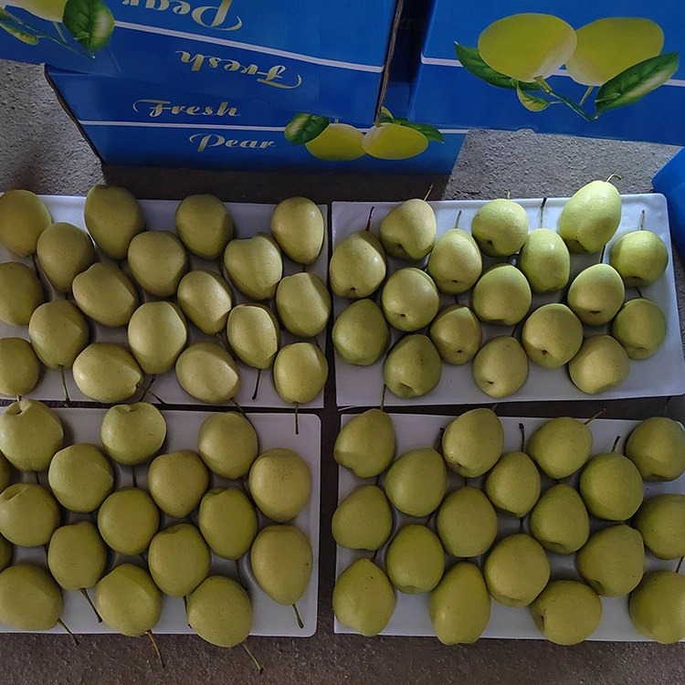 Pear Shandong Manis Semulajadi