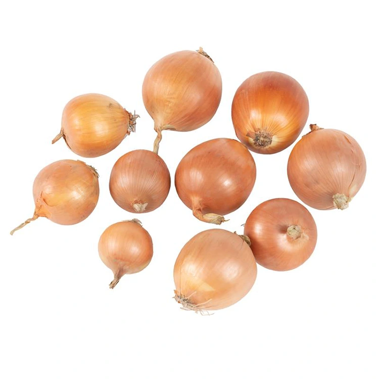 Bawang Kuning Segar Premium