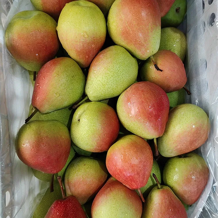 Pear Merah Julai Berkilat-Merah Berkilat yang Dipetik Tangan Premium