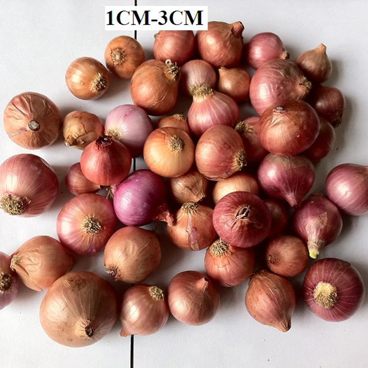 Bawang Mutiara Kecil Segar Terpilih