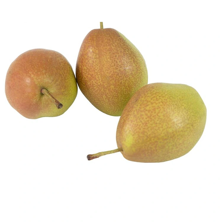 Pear Hongxiangsu Segar Kualiti Unggul